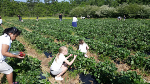 Take The Whole Family On A Day Trip To Mrs. Heather’s Pick-Your-Own Strawberry Farm Near New Orleans