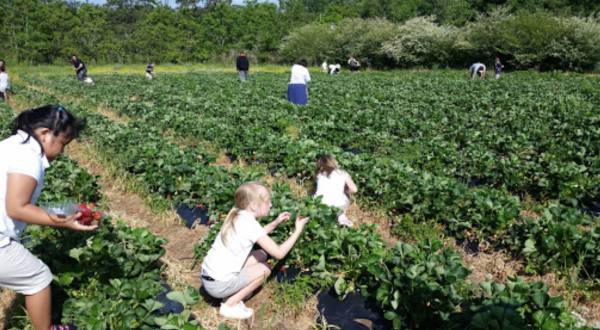 Take The Whole Family On A Day Trip To Mrs. Heather’s Pick-Your-Own Strawberry Farm Near New Orleans