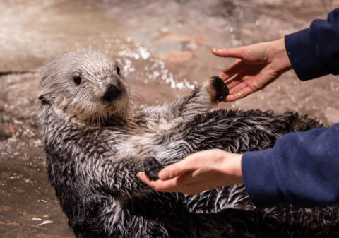 The Aquarium In Georgia That's Live Streaming Sea Otters For Your Enjoyment