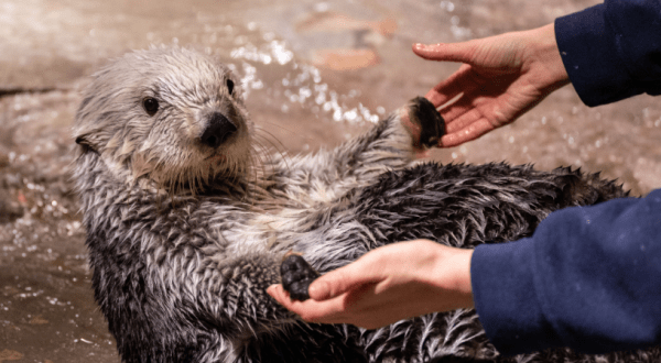 The Aquarium In Georgia That’s Live Streaming Sea Otters For Your Enjoyment