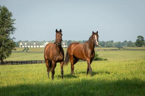 Visit Famous Horse Farms In Kentucky On These Virtual Tours Of Horse Country