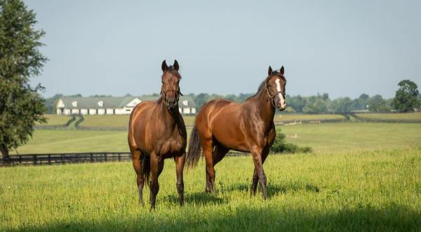 Visit Famous Horse Farms In Kentucky On These Virtual Tours Of Horse Country