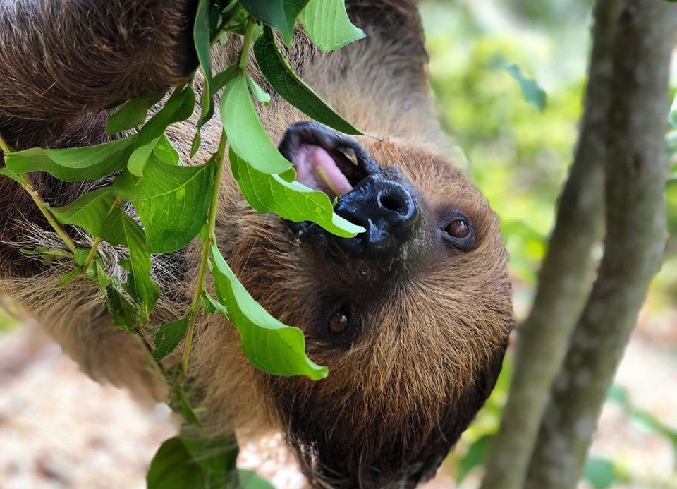 wild florida safari sloth
