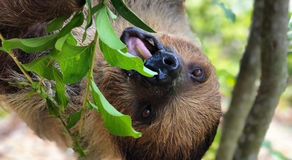 Play With Sloths At Wild Florida For An Adorable Adventure
