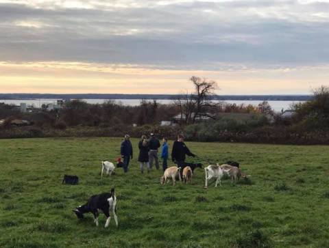 Go Hiking With Adorable Goats at Simmons Farm In Rhode Island