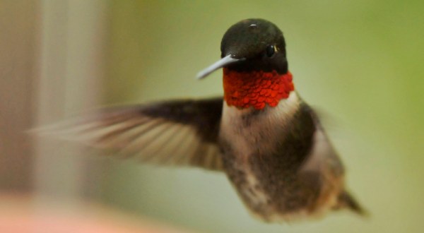 Thousands Of Hummingbirds Will Arrive In Wisconsin This Spring