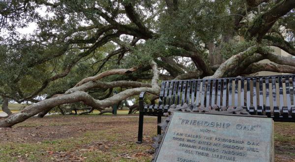 Mississippi’s Friendship Oak Is One Of The Oldest Living Things In America