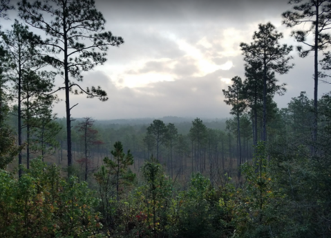 The Treetop Views At The Longleaf Vista Trail In Louisiana Are One Of A Kind