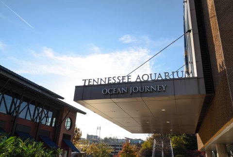 Visit The Tennessee Aquarium Without Leaving Your House With Its Habitat Webcams