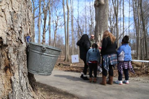 The For-Mar Maple Syrup Festival Has Got To Be The Sweetest Way You Can Spend A Day Near Detroit