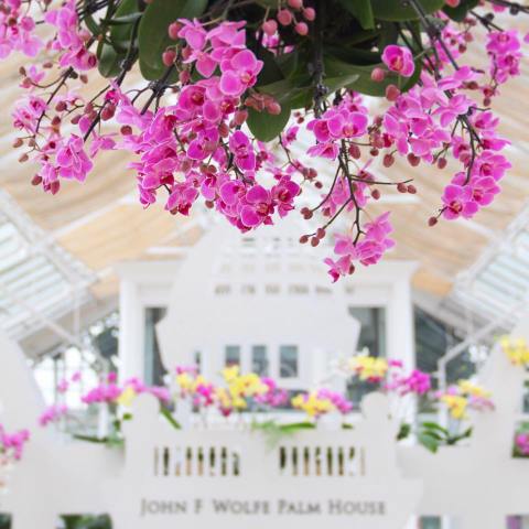 Walk Through A Sea Of Orchids At The Ohio Franklin Park Conservatory And Botanical Garden's Orchid Show