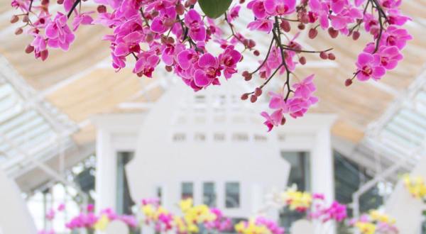 Walk Through A Sea Of Orchids At The Ohio Franklin Park Conservatory And Botanical Garden’s Orchid Show