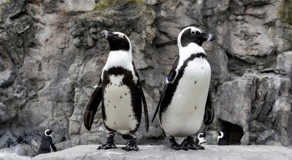 Watch Penguins Play On This Livestream From Mystic Aquarium In Connecticut