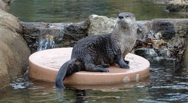 The Detroit Zoo In Michigan Is Offering Free Live Streams Of Penguins, Otters, And More
