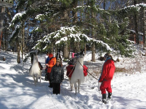 Hike With Llamas All Year Long At Hemstreet Farm Near Buffalo