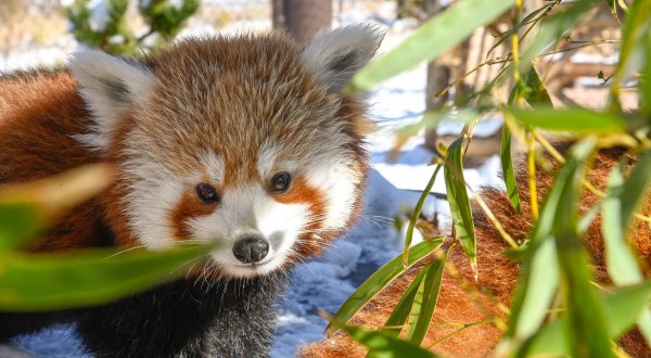 The Red Panda Cam At The Oklahoma City Zoo Is A Delightful Way To Experience Wildlife From Afar