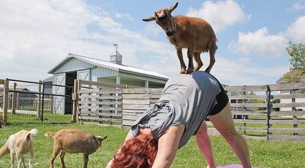 Try The Goat Yoga At Wildroot Cove In Minnesota For A One-Of-A-Kind Experience You’ll Never Forget