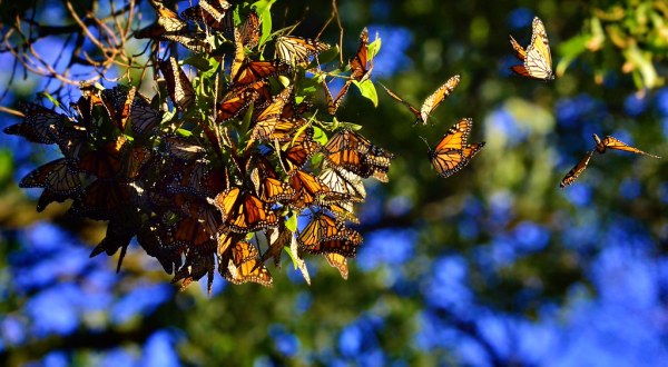 Watch In Awe As Millions Of Monarch Butterflies Invade Mississippi This Spring