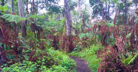 Escape To A Jurassic World And Get Muddy On The Little-Known Makuala O'oma Trail In Hawaii