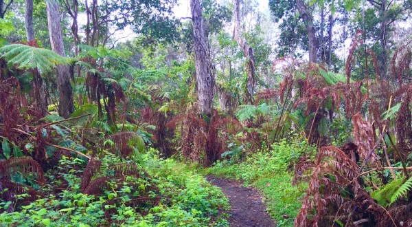 Escape To A Jurassic World And Get Muddy On The Little-Known Makuala O’oma Trail In Hawaii