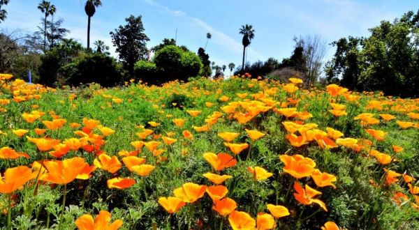 Springtime Is In Bloom At These 8 Destinations In Southern California That Are Positively Glorious