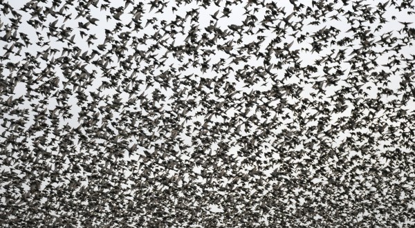 51 Years Ago, Millions Of Blackbirds Mysteriously Descended On The Tiny Town Of Scotland Neck, North Carolina