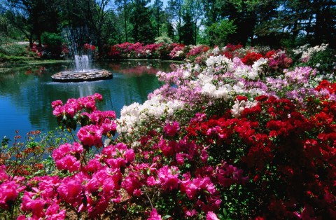 Explore 40 Acres Of Vibrant Blooms At The Azalea Festival In Oklahoma