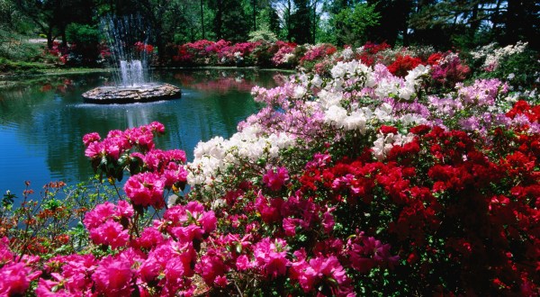 Explore 40 Acres Of Vibrant Blooms At The Azalea Festival In Oklahoma