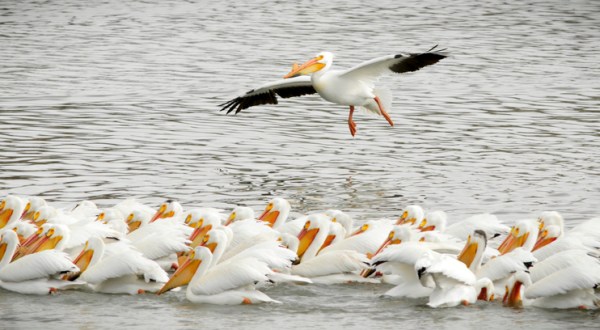 Keep Your Eyes Peeled, Thousands Of Pelicans Are Headed Right For Utah During Their Migration This Spring