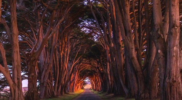 You Can Drive Up To Northern California’s Amazing Natural Wonder Cypress Tree Tunnel To See It With Your Own Eyes