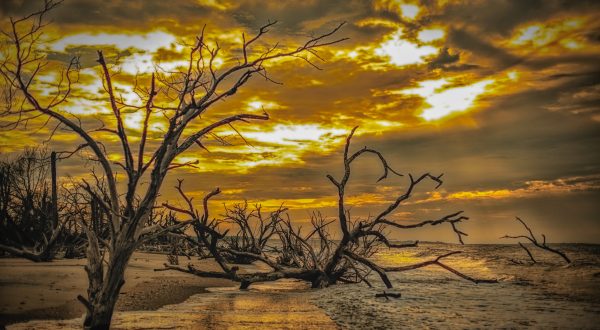 The Driftwood Beach In South Carolina’s Botany Bay Preserve Looks Like Something From Another Planet
