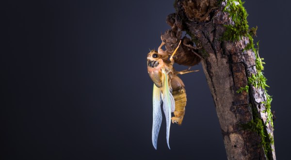 Prepare Your Ears For Millions Of Extra Cicadas In North Carolina This Spring
