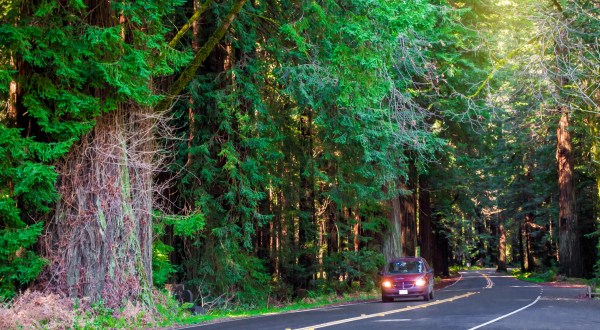 The 31-Mile Avenue Of The Giants In Northern California Is Lined By The Most Majestic Redwood Trees