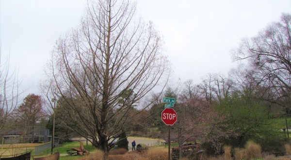 The Newest Champion Tree In Arkansas Is A Towering Giant