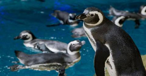 Take A Selfie With A Penguin At This Unique Animal Encounter In Illinois
