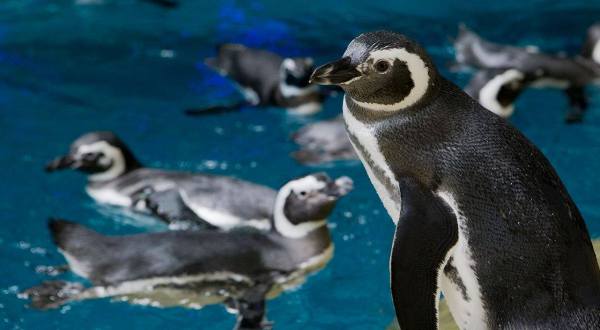 Take A Selfie With A Penguin At This Unique Animal Encounter In Illinois