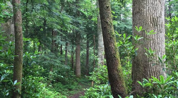This Remote Hike Through The Great Smoky Mountains In Tennessee Winds Through Miles Of Remote, Old Growth Forest