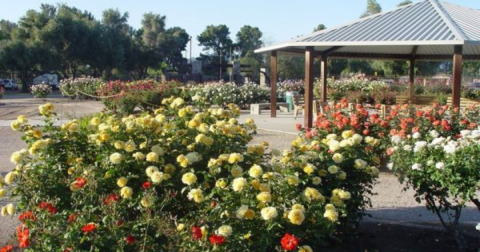 The Dreamy Rose Garden In Arizona You'll Want To Visit This Spring