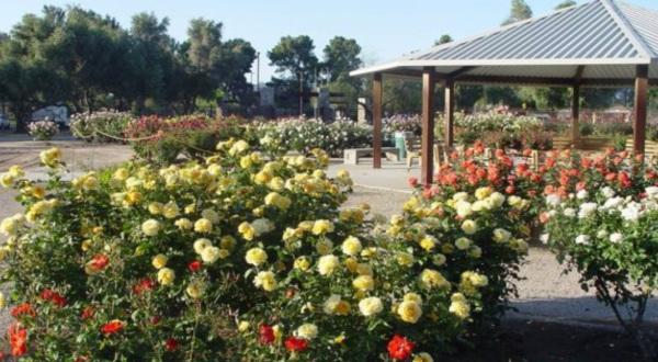 The Dreamy Rose Garden In Arizona You’ll Want To Visit This Spring