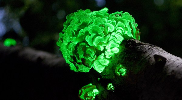 Deep In The Forests Of Virginia, There’s A Magical Fungus That Glows In The Dark
