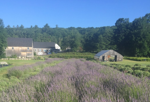 Get Lost In Glendarragh Farm, A Beautiful 26-Acre Lavender Farm In Maine