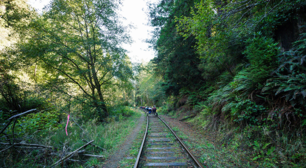 Pedal Through The Majestic Northern California Redwoods On A One-Of-A-Kind Railbike Adventure