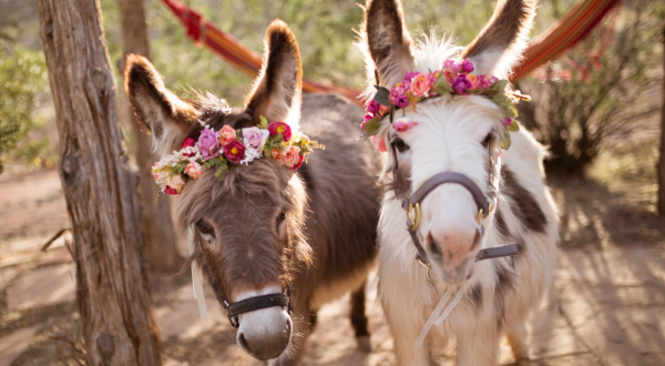 Play With Alpacas, Mini Donkeys, And Pygmy Goats At Zion Alpacas In Utah For An Adorable Adventure