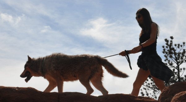 Spend The Day With Wolves At Colorado Wolf Adventures In Colorado