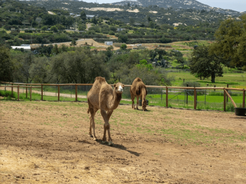 Discover Over 100 Animals At The Children's Nature Retreat, A 20-Acre Ranch In Southern California That Will Bring Out The Kid In Everyone