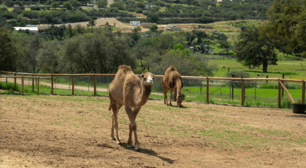 Discover Over 100 Animals At The Children’s Nature Retreat, A 20-Acre Ranch In Southern California That Will Bring Out The Kid In Everyone