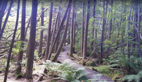 Douglas State Forest Trail Is A Boardwalk Hike In Massachusetts That Leads To A Secret Swamp