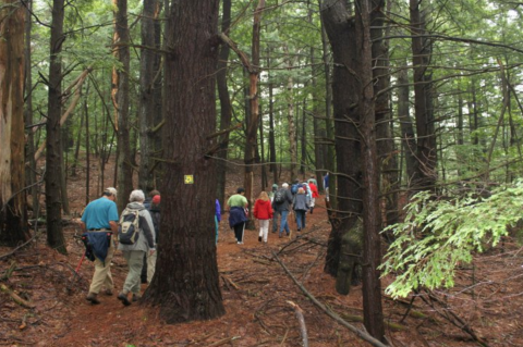 The Hike To Sheldrick Forest In New Hampshire Winds Through An Old Growth Forest