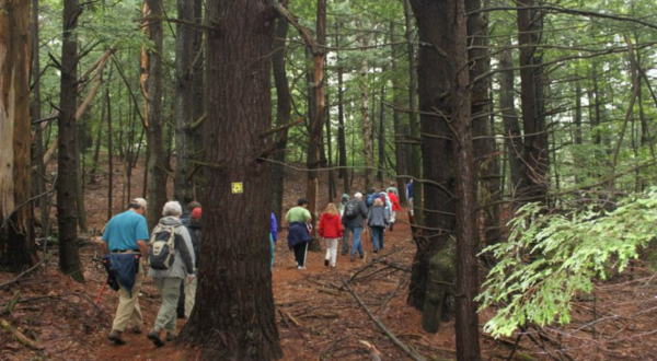 The Hike To Sheldrick Forest In New Hampshire Winds Through An Old Growth Forest