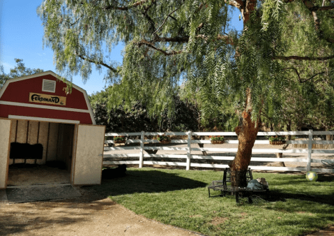 Take This Virtual Tour Of The Gentle Barn In Southern California, A Delightful Animal Shelter With The Cuddliest Farm Animals You've Ever Seen